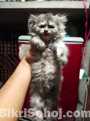 persian male and female cat